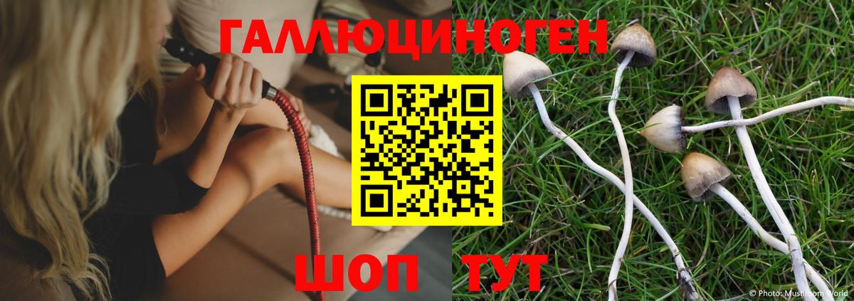 Псилоцибиновые грибы мухоморы  Сердобск  Галлюциногенные грибы Psilocybe 